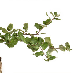 Quercus suber - B5301