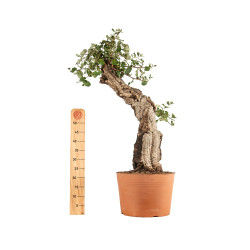 Quercus suber - B5301