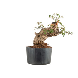 Quercus suber - B5303