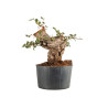 Quercus suber - B5303