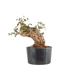 Quercus suber - B5303
