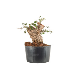 Quercus suber - B5303