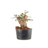 Quercus suber - B5303