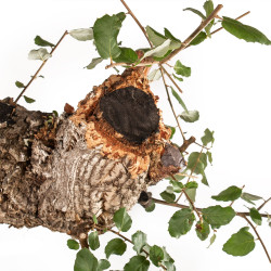 Quercus suber - B5303