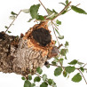 Quercus suber - B5303
