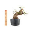 Quercus suber - B5303