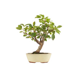 Malus everest - B5283