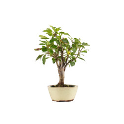 Malus everest - B5283