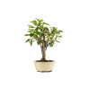 Malus everest - B5283