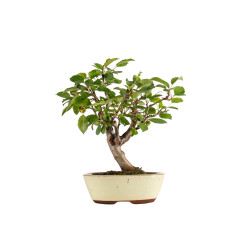 Malus everest - B5283