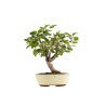 Malus everest - B5283