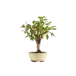 Malus everest - B5283