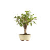 Malus everest - B5283