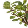 Malus everest - B5283