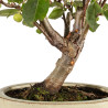 Malus everest - B5283