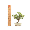 Malus everest - B5283