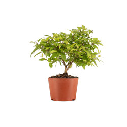 Callicarpa japonica - B5294