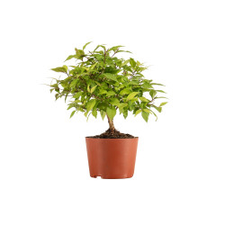 Callicarpa japonica - B5294