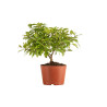 Callicarpa japonica - B5294