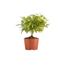 Callicarpa japonica - B5294