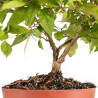 Callicarpa japonica - B5294