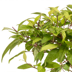 Callicarpa japonica - B5294