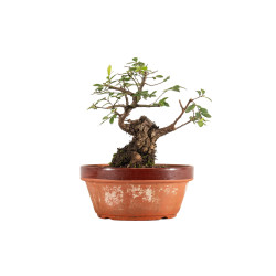 Zelkova nire - B5295