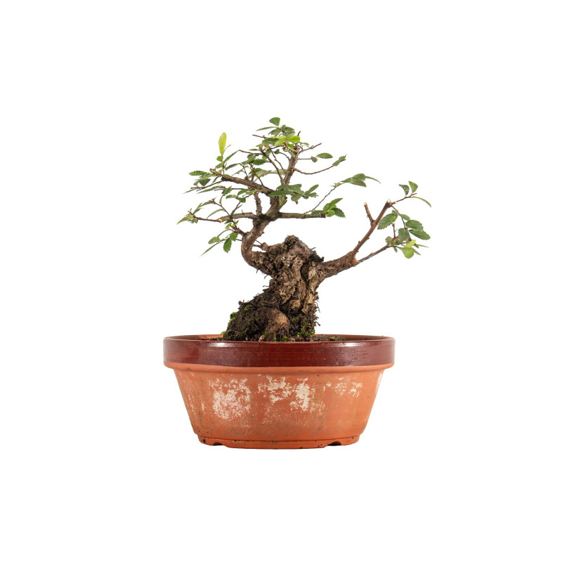 Zelkova nire - B5295