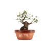 Zelkova nire - B5295