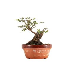 Zelkova nire - B5295