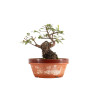 Zelkova nire - B5295