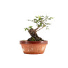 Zelkova nire - B5295