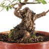 Zelkova nire - B5295