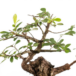 Zelkova nire - B5295