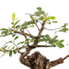Zelkova nire - B5295