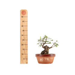 Zelkova nire - B5295