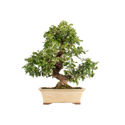 Pyracantha spp. - B5285