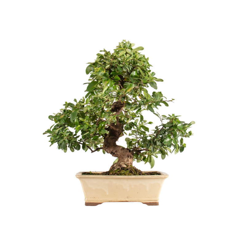 Pyracantha spp. - B5285