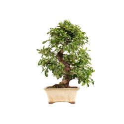 Pyracantha spp. - B5285