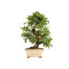 Pyracantha spp. - B5285