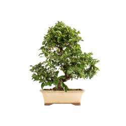 Pyracantha spp. - B5285