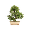 Pyracantha spp. - B5285
