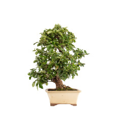 Pyracantha spp. - B5285