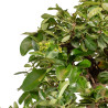 Pyracantha spp. - B5285
