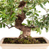 Pyracantha spp. - B5285