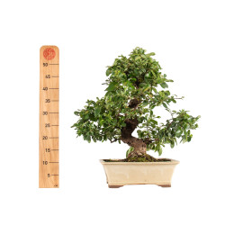 Pyracantha spp. - B5285