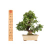 Pyracantha spp. - B5285