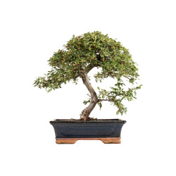 Cotoneaster spp. - B5296