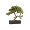 Cotoneaster spp. - B5296