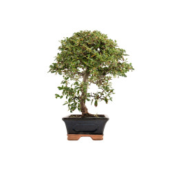 Cotoneaster spp. - B5296